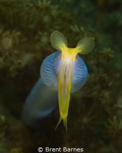 Staring down the mouth of a  ribbon eel in Lembeh Strait,... by Brent Barnes 
